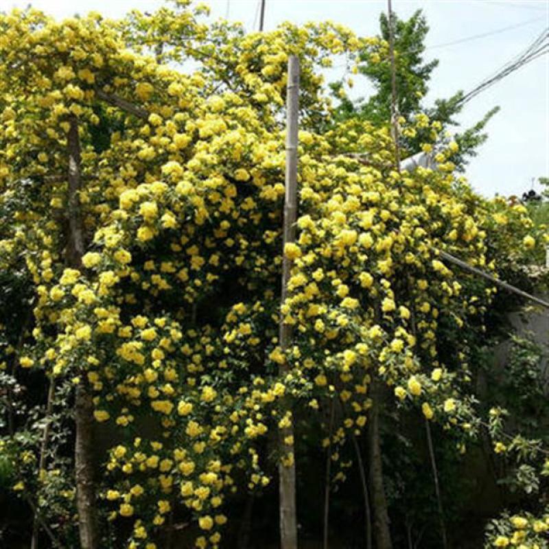 木香花苗【又称木香墙微，无刺墙微，爬藤植物】