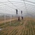 温室大棚养殖种植大棚全套钢管骨架支架椭圆管定制拱棚质量好
