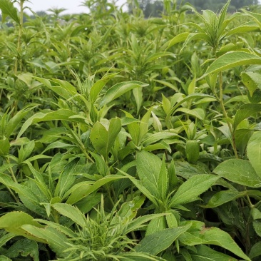 二年白术河南种药材植基地白术