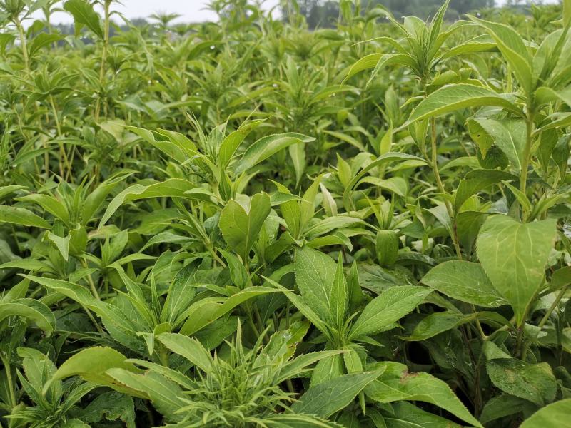 二年白术河南种药材植基地白术