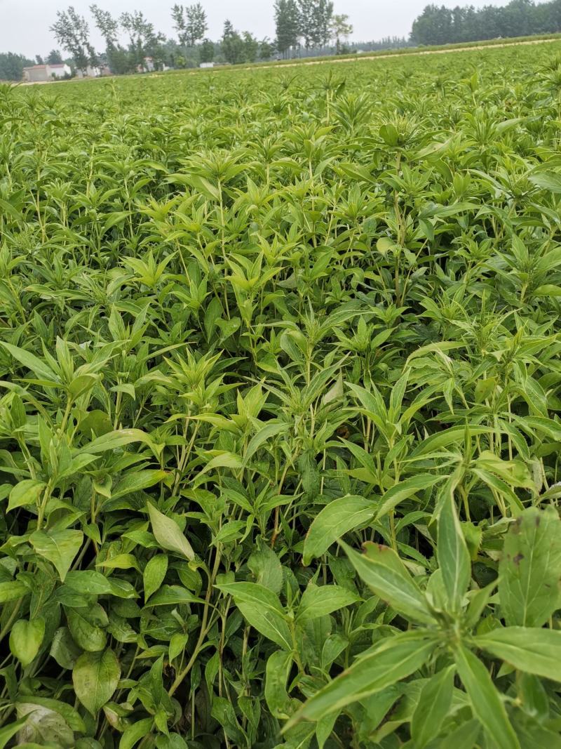 二年白术河南种药材植基地白术