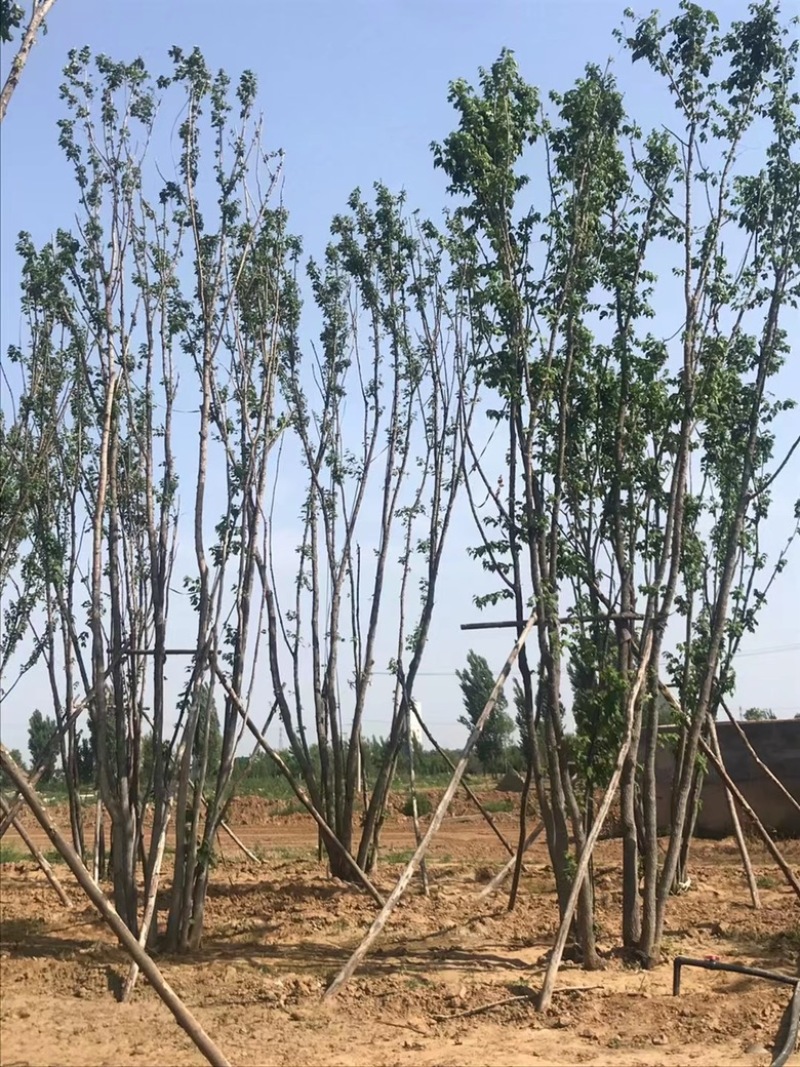 杨树苗，无絮杨2到6公分，量大批发出售，基地直供