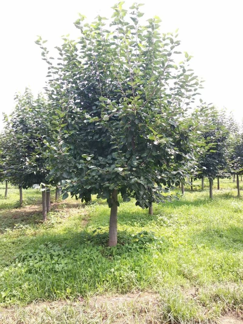 杨树苗，无絮杨2到6公分，量大批发出售，基地直供