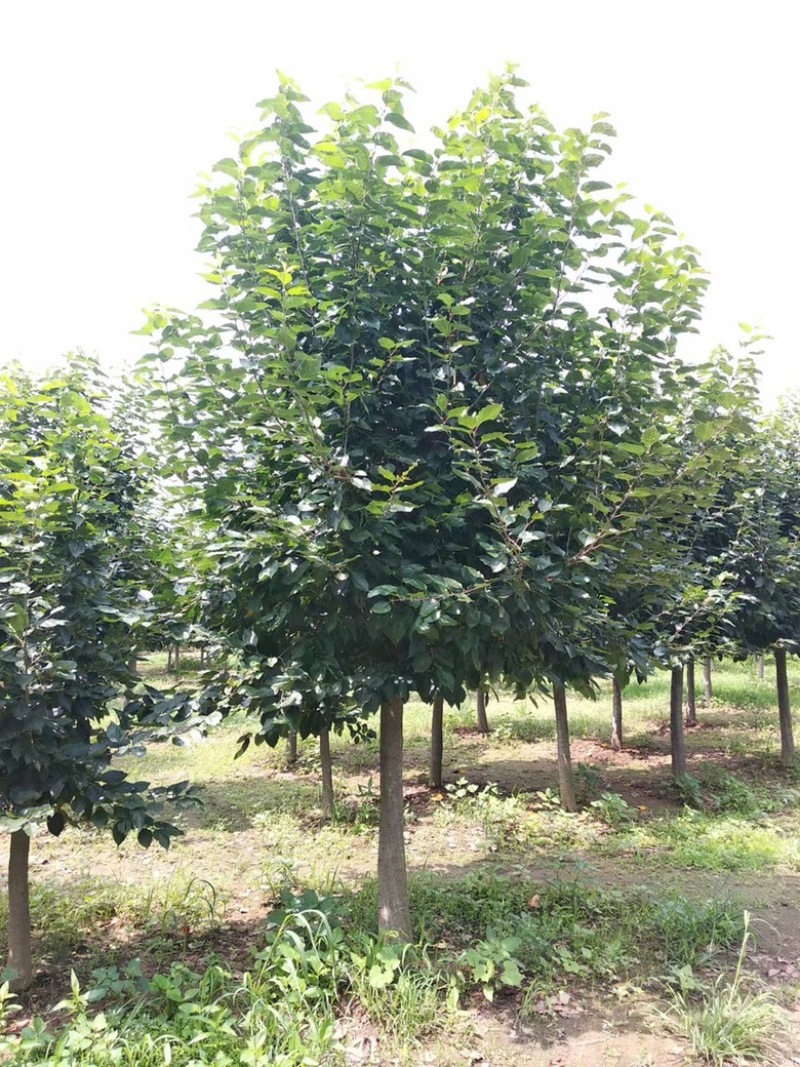 杨树苗，无絮杨2到6公分，量大批发出售，基地直供