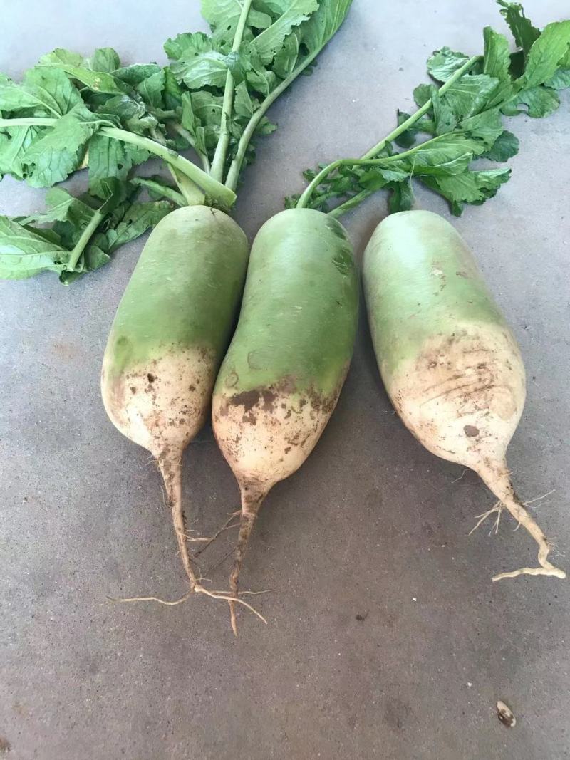 萝卜