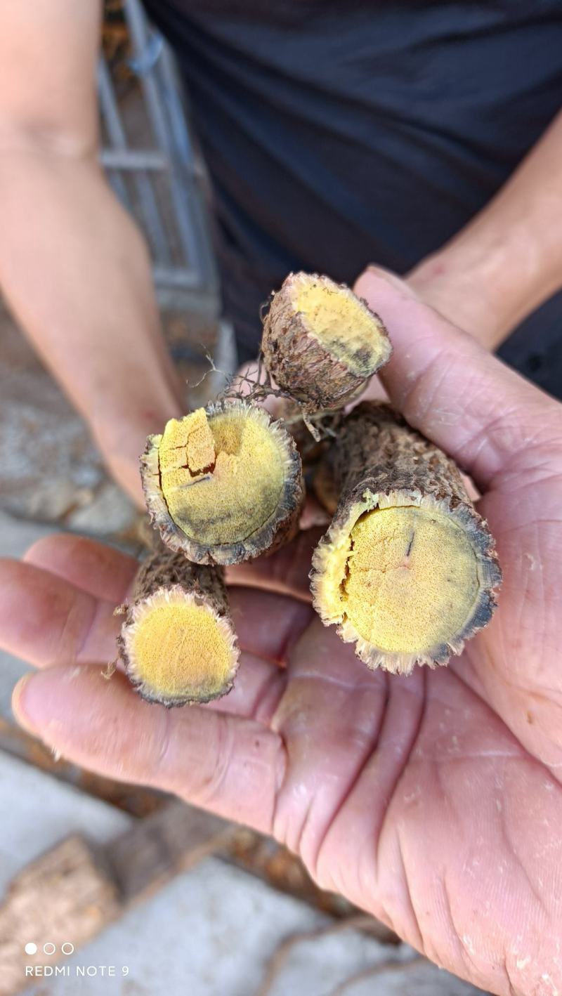 江西深山野生中药材铁包金，纯根鲜货量大从优，可发往全国，
