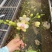 祥云蝴蝶兰单梗双梗带花苞超高性价比下单先询价
