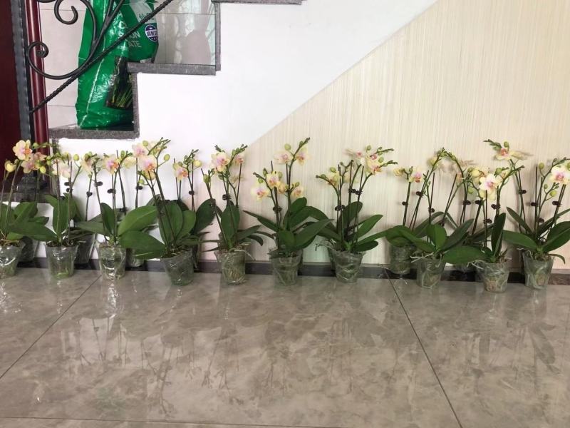 祥云蝴蝶兰单梗双梗带花苞超高性价比下单先询价