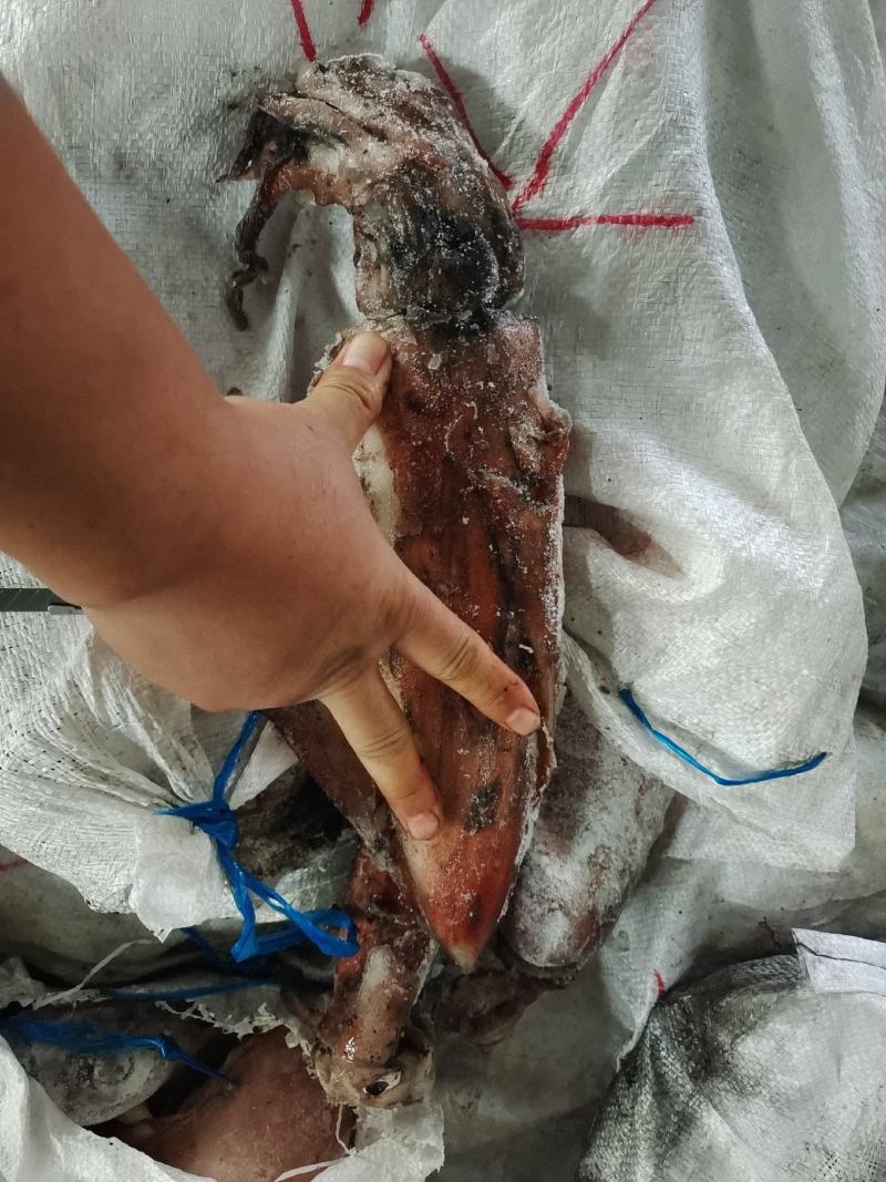红鱿鱼火箭鱿鱼船冻品质优混级质量优