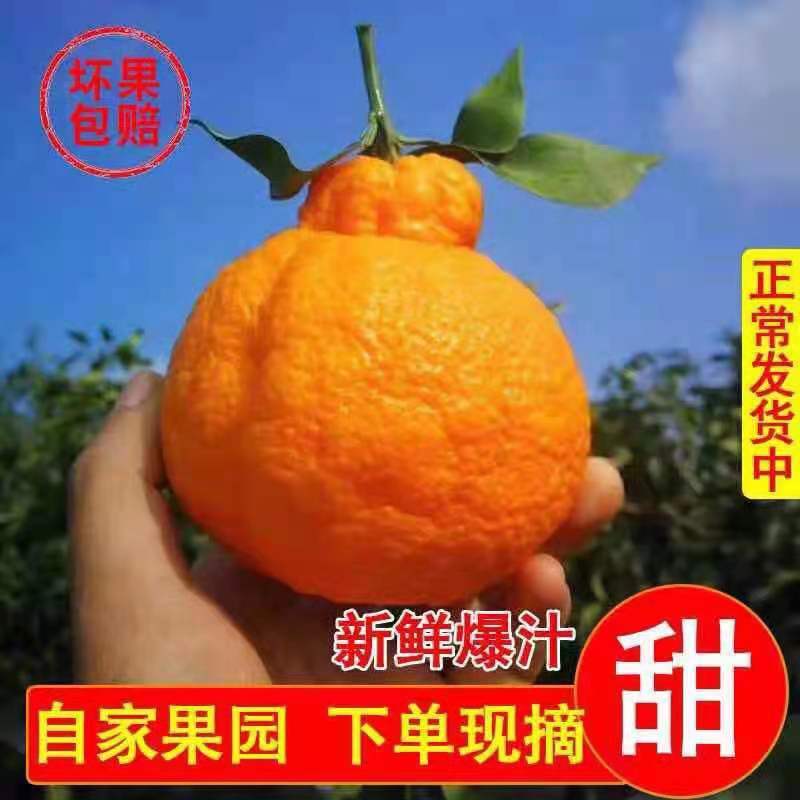 【一件代发】丑橘不知火纯甜化渣对接电商团购