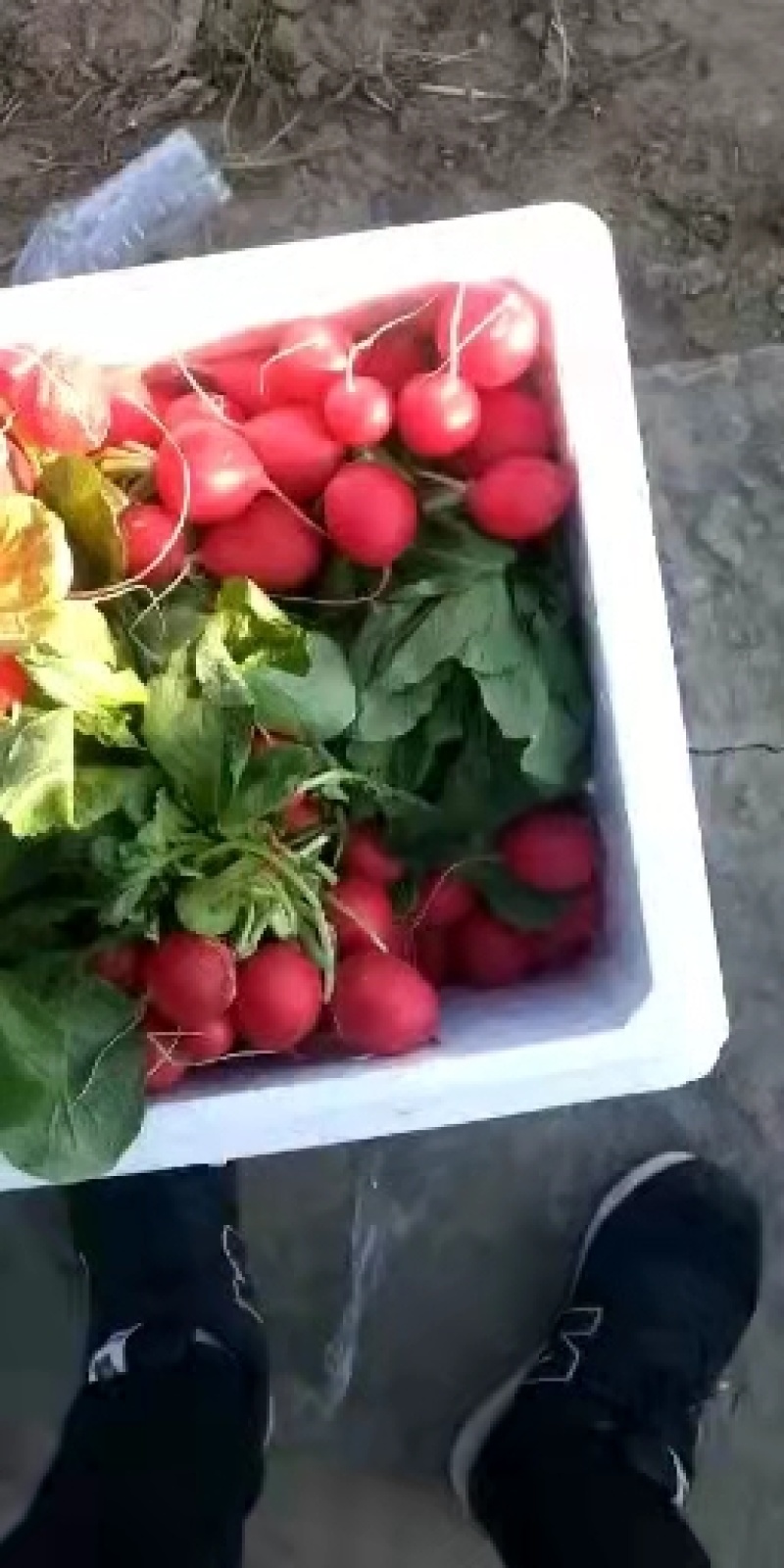 【好货推荐】樱桃小萝卜，蘸酱菜，大量上市欢迎前来洽谈采购