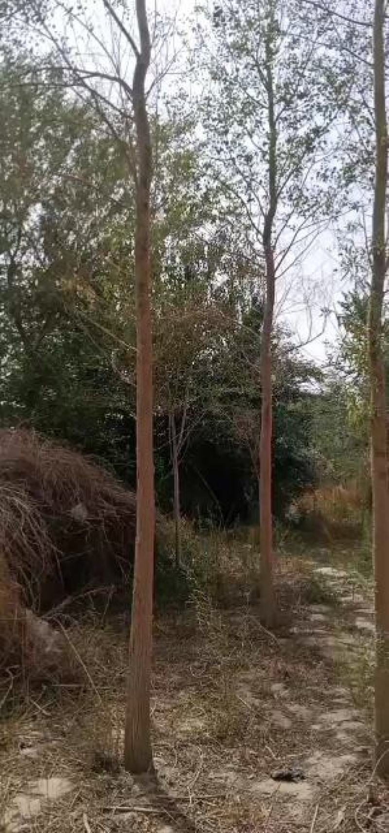 胡杨