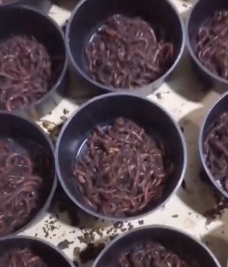鱼钓蚯蚓