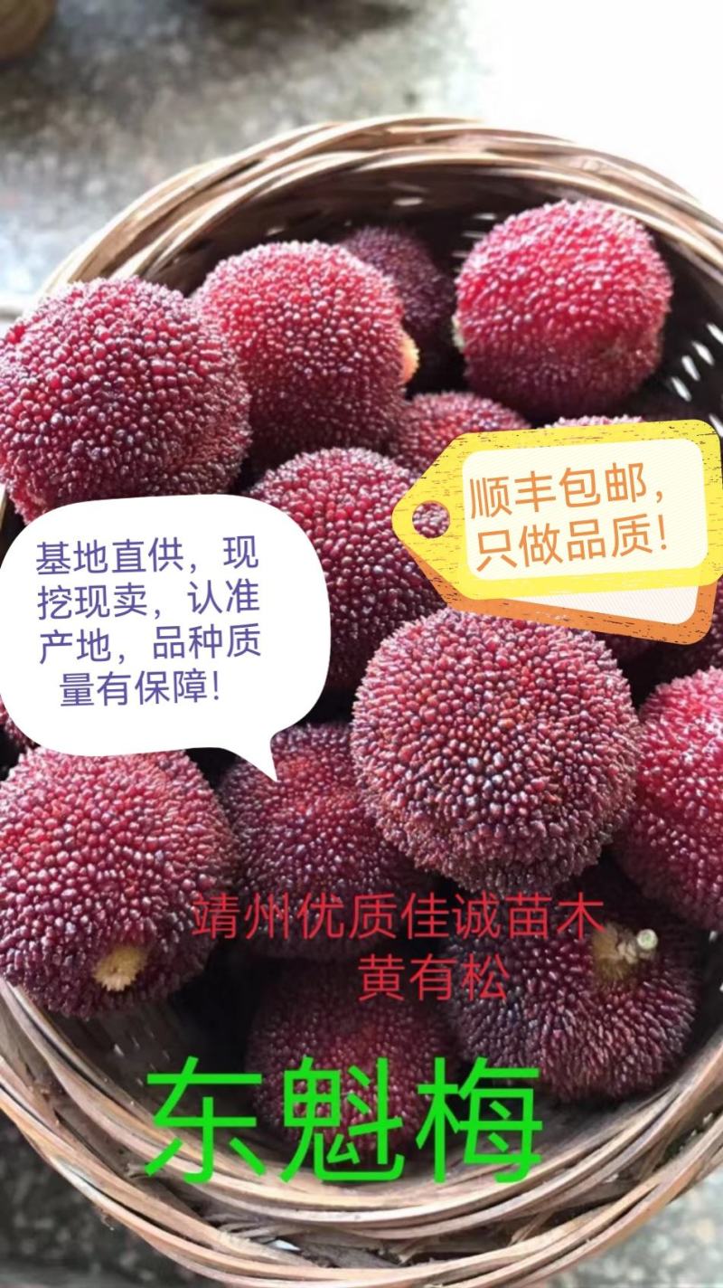 包邮东魁杨梅苗，黑炭，台梅大果嫁接苗抗性强放心苗