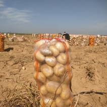 陕西榆林定边县V7土豆产地直发一手货源大量现货支持商超