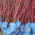 供应，丛生红瑞木80-120高，4个分枝以上，灌幅30