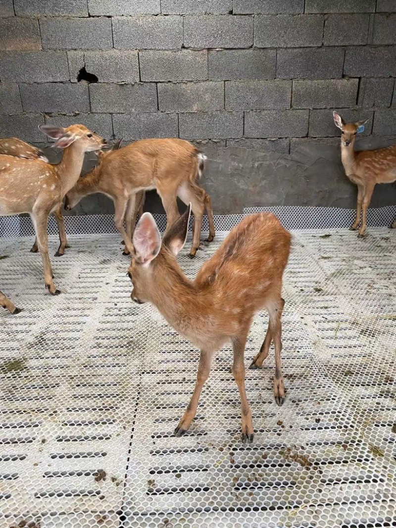 鹿苗