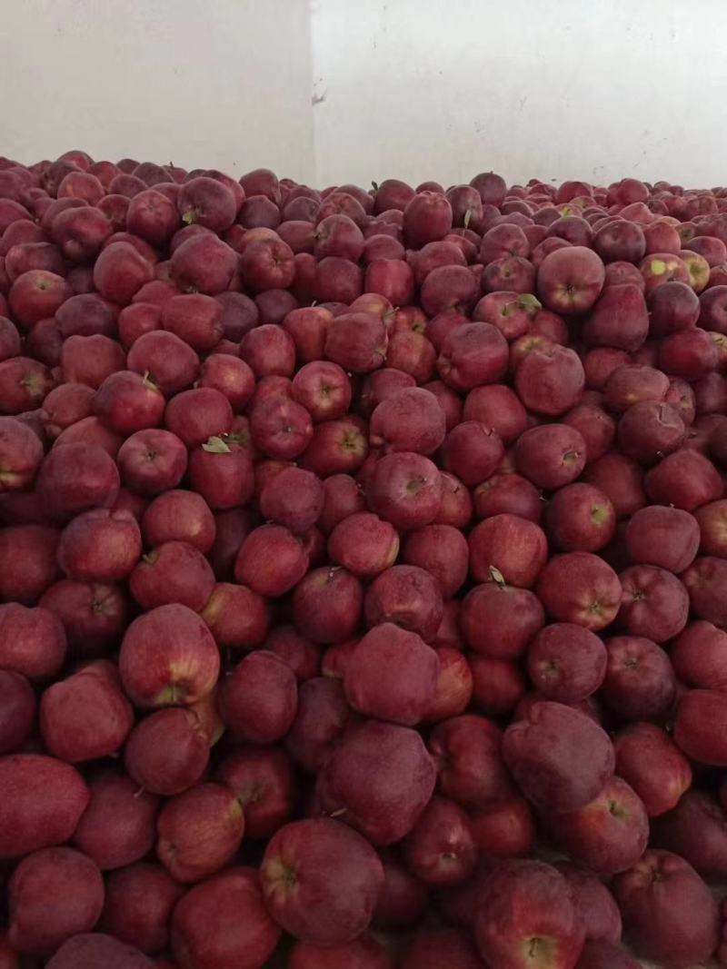 甘肃苹果会宁精品苹果产地一手货源支持全国代办代发