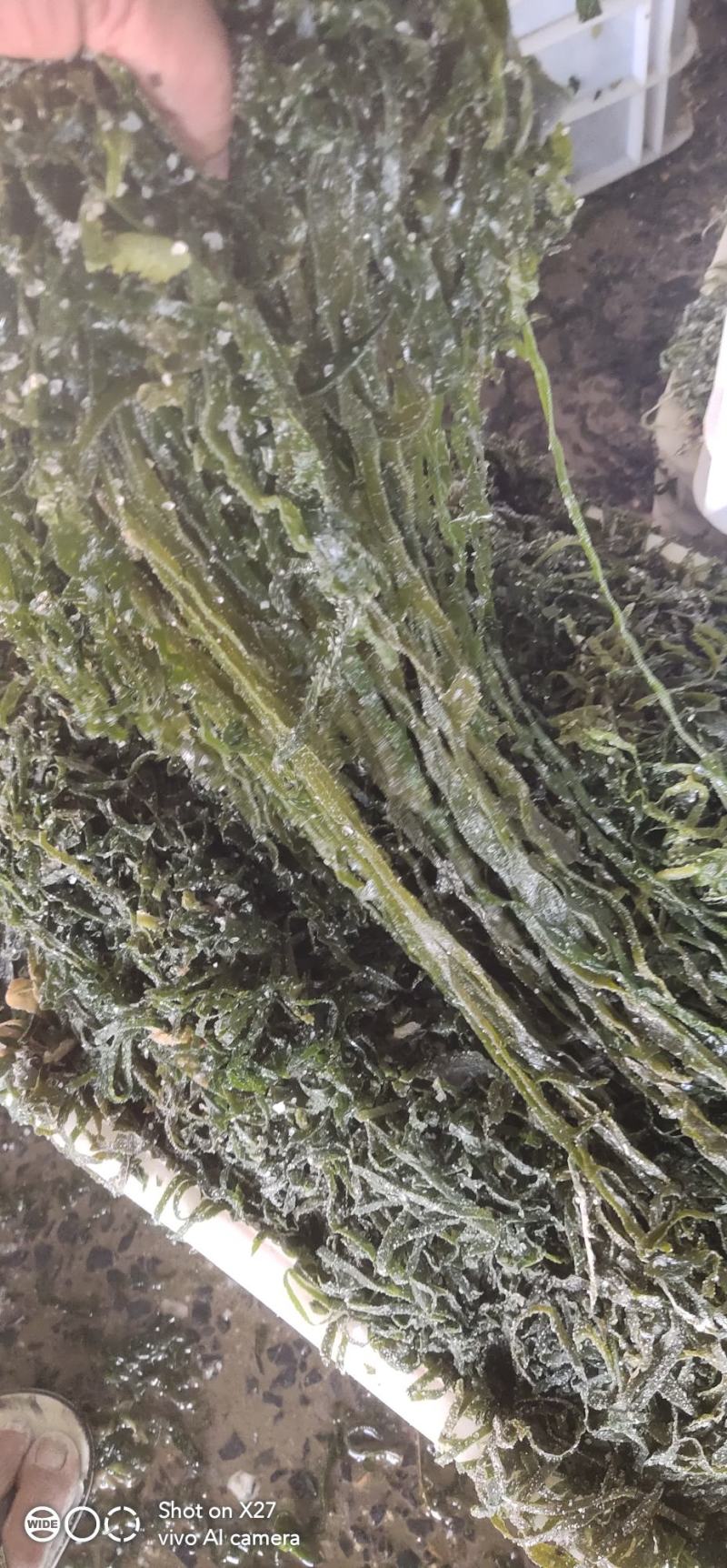 盐渍海带边丝大连旅顺厂家直销电商一件代发可以定制