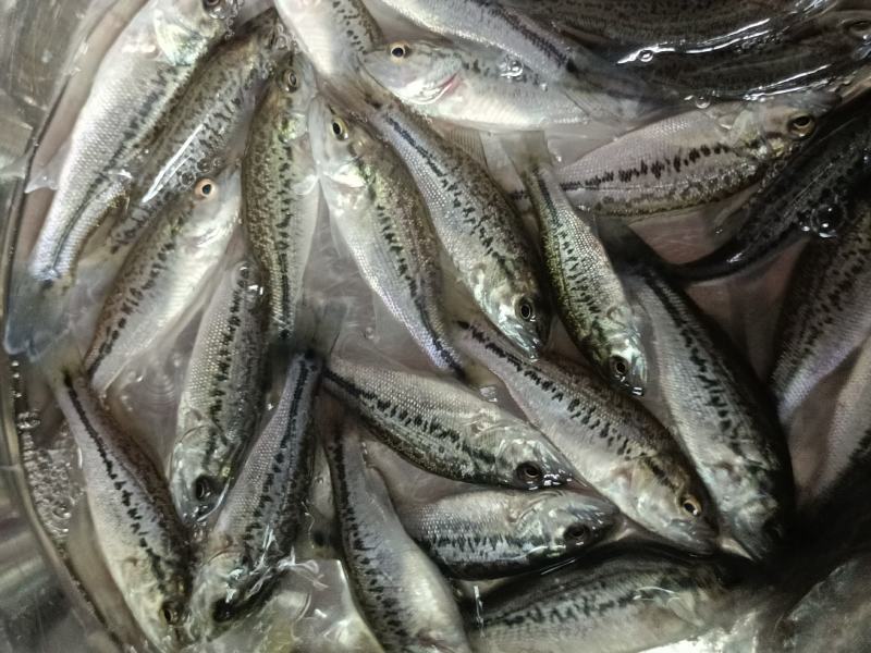 加州鲈鱼优鲈5号苗鲈鱼水花驯化吃饲料鲈鱼苗包邮直达