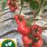 粉果番茄苗大果耐储存不裂果转色均匀抗死棵
