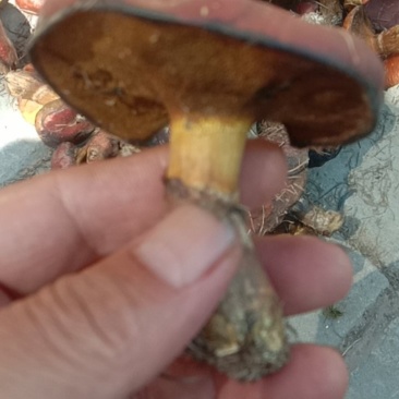 红牛肝菌，盐渍红牛肝菌！血红牛肝菌，野生牛肝菌！牛旰菌！