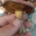 红牛肝菌，盐渍红牛肝菌！血红牛肝菌，野生牛肝菌！牛旰菌！