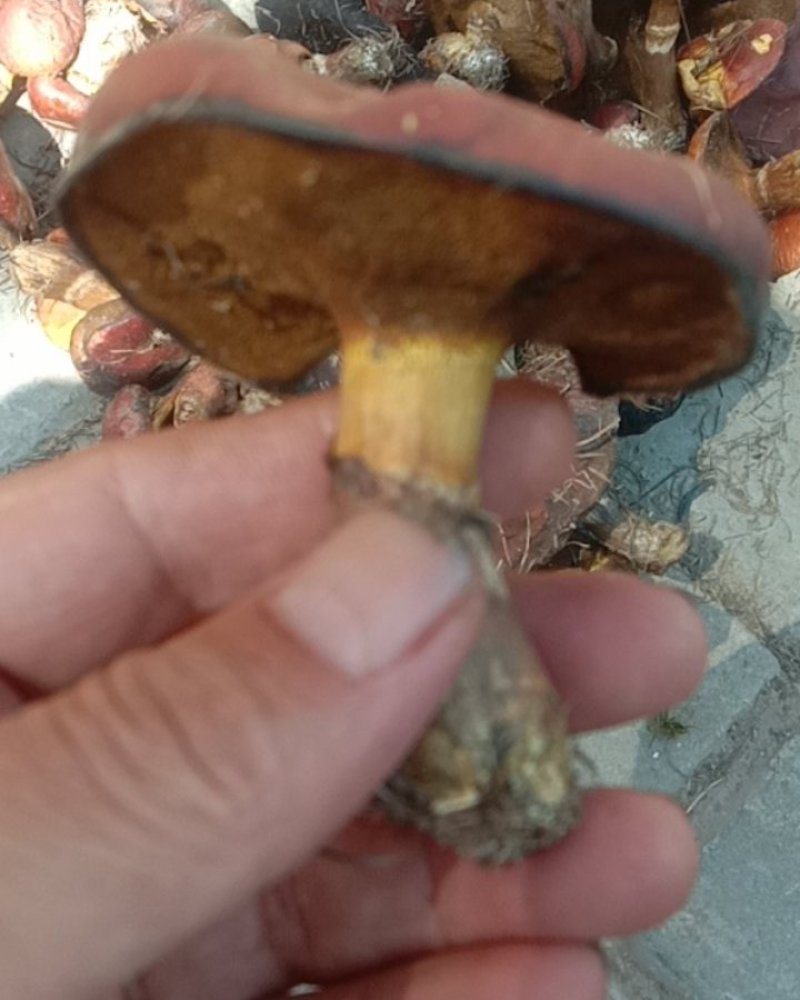 红牛肝菌，盐渍红牛肝菌！血红牛肝菌，野生牛肝菌！牛旰菌！