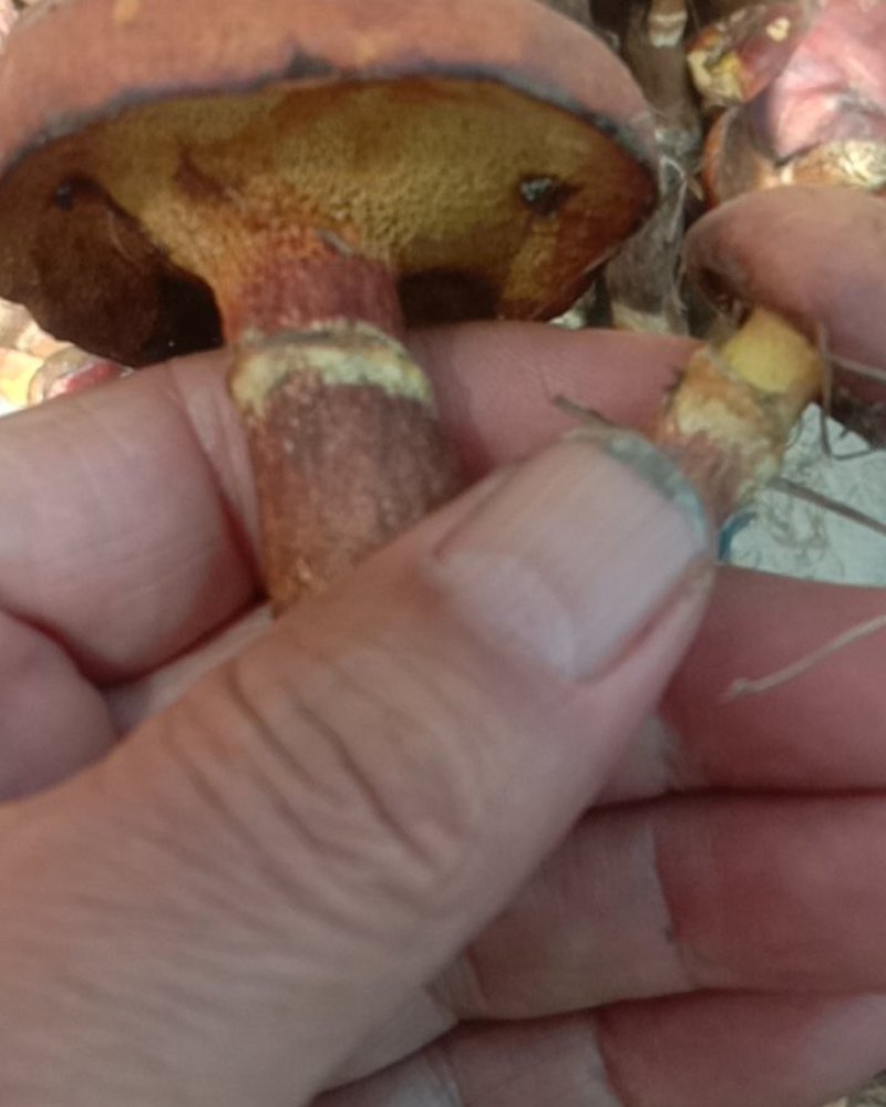 红牛肝菌，盐渍红牛肝菌！血红牛肝菌，野生牛肝菌！牛旰菌！