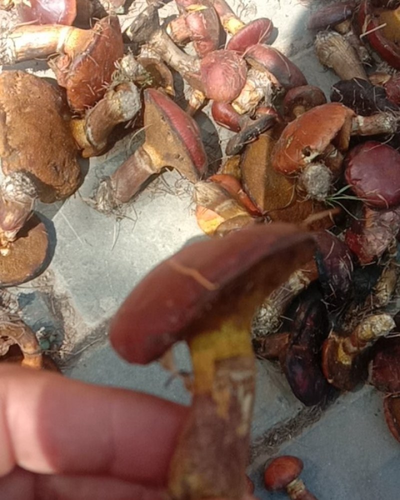 红牛肝菌，盐渍红牛肝菌！血红牛肝菌，野生牛肝菌！牛旰菌！