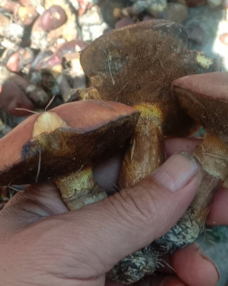 红牛肝菌，盐渍红牛肝菌！血红牛肝菌，野生牛肝菌！牛旰菌！