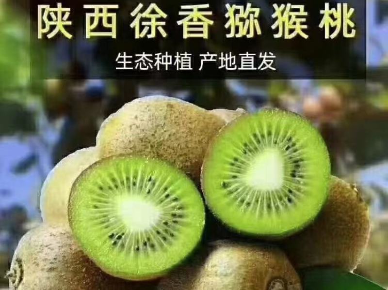 陕西武功徐香猕猴桃种植基地，是西北农林科技大学指导下研
