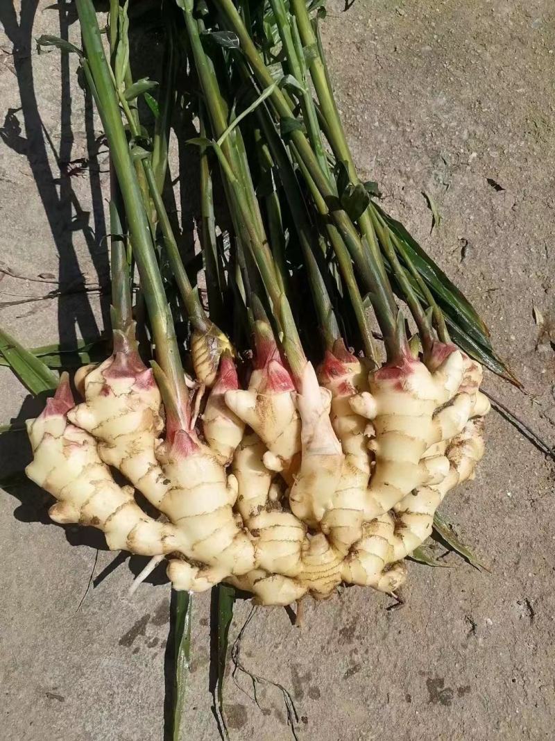 鲜姜红芽姜入库存窖窖口出租【块头大辣味足】产地直发