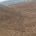 木薯渣有机肥料，有机质45%氮磷钾15以内水分30以