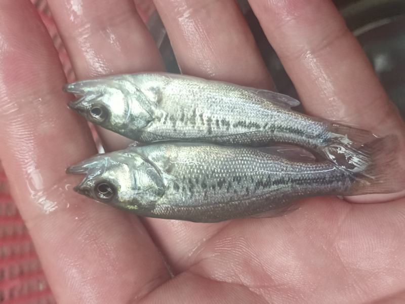 加州鲈鱼优鲈5号苗鲈鱼水花驯化吃饲料鲈鱼苗包邮直达