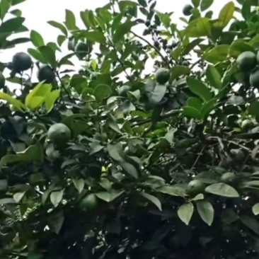 高原山区的精选绿柠檬，个个饱满汁水足。