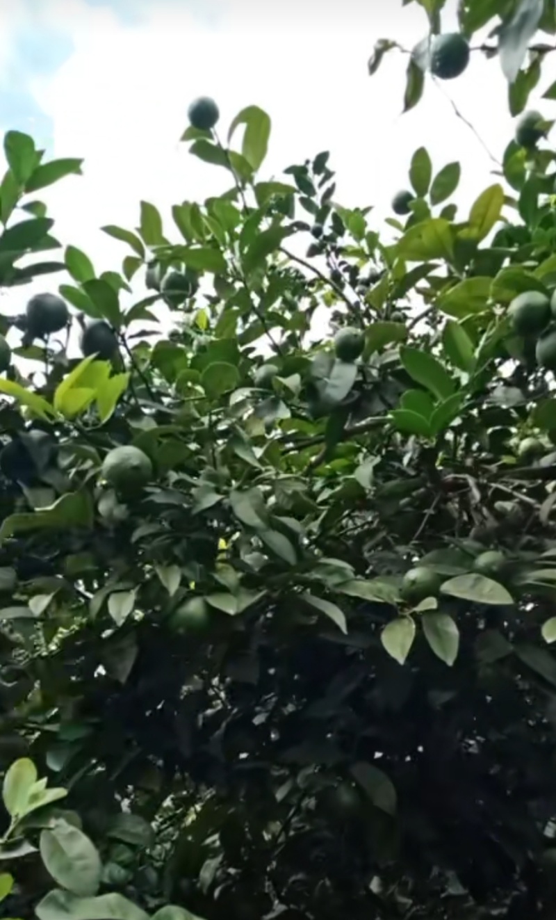 高原山区的精选绿柠檬，个个饱满汁水足。