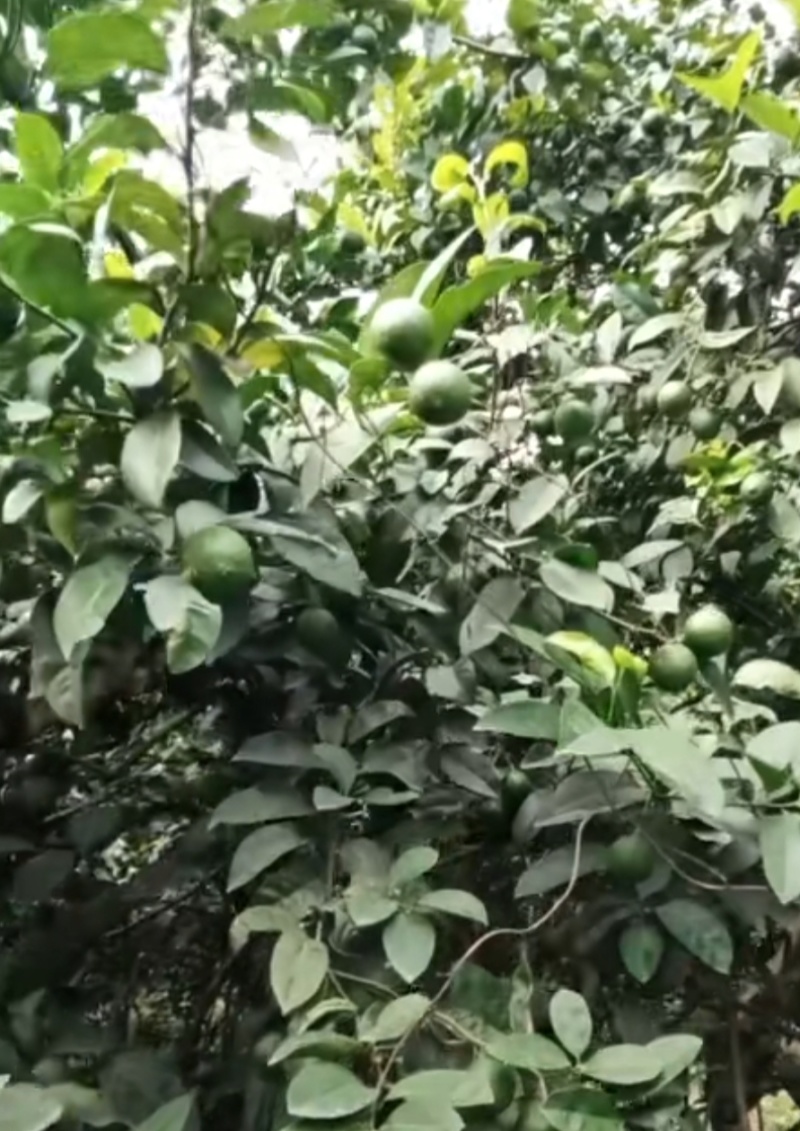 高原山区的精选绿柠檬，个个饱满汁水足。