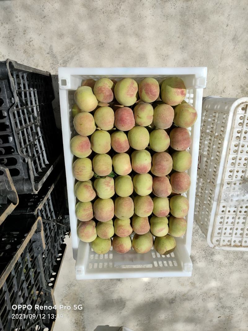 沂蒙冬桃
