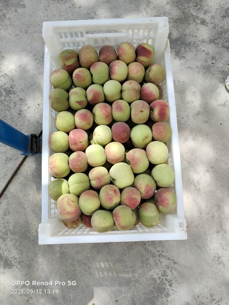 沂蒙冬桃