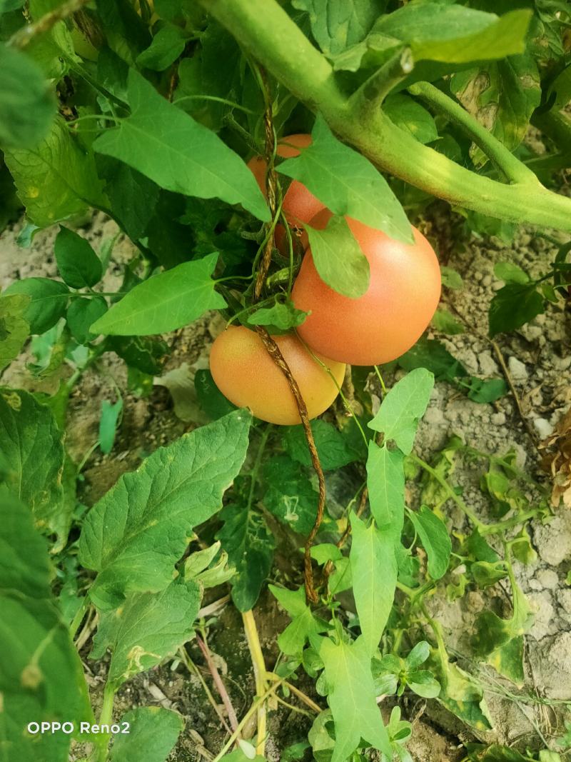 硬粉大量上市