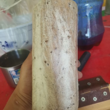 茯苓菌种粮食多产量高。质量保证茯苓收购