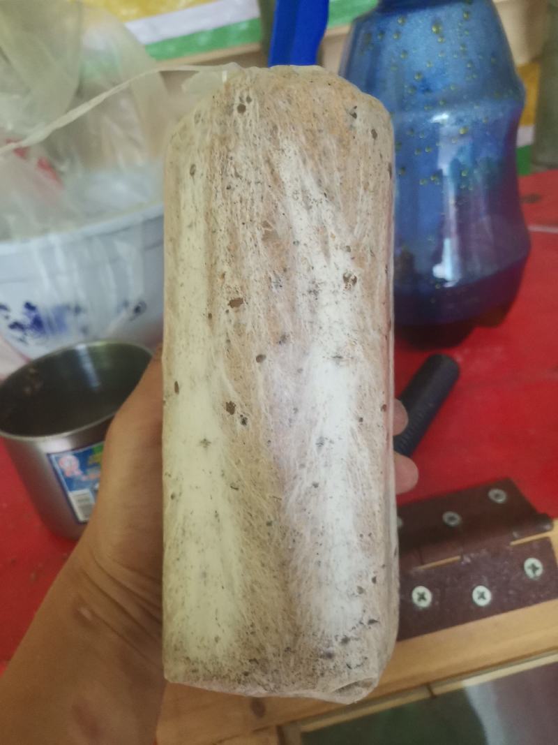 茯苓菌种粮食多产量高。质量保证茯苓收购