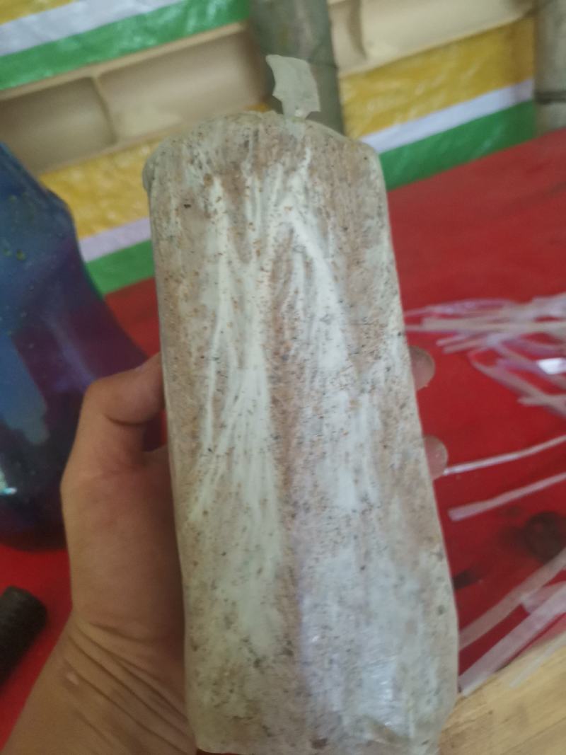 茯苓菌种粮食多产量高。质量保证茯苓收购