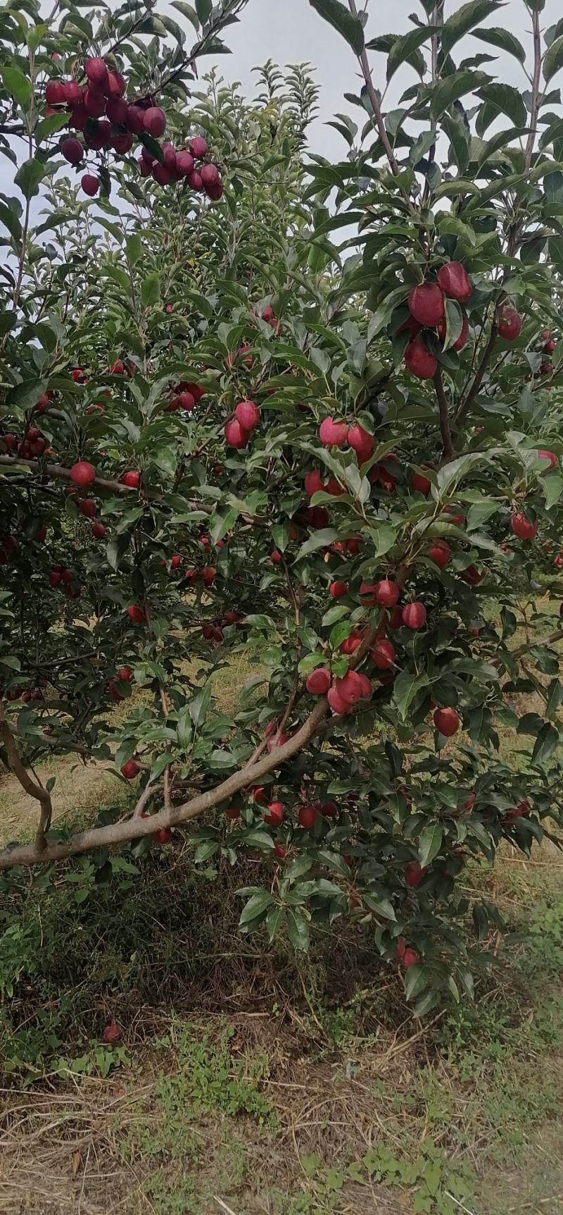 鸡心果