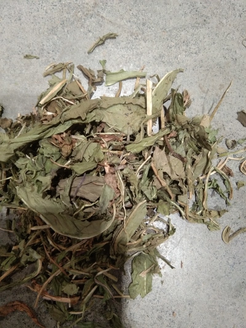 蒲公英