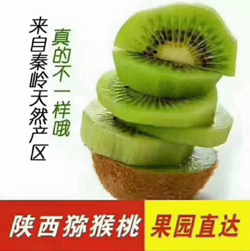 陕西武功徐香猕猴桃种植基地，是西北农林科技大学指导下研