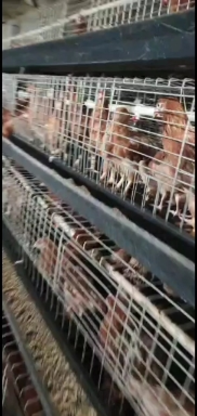 青年鸡