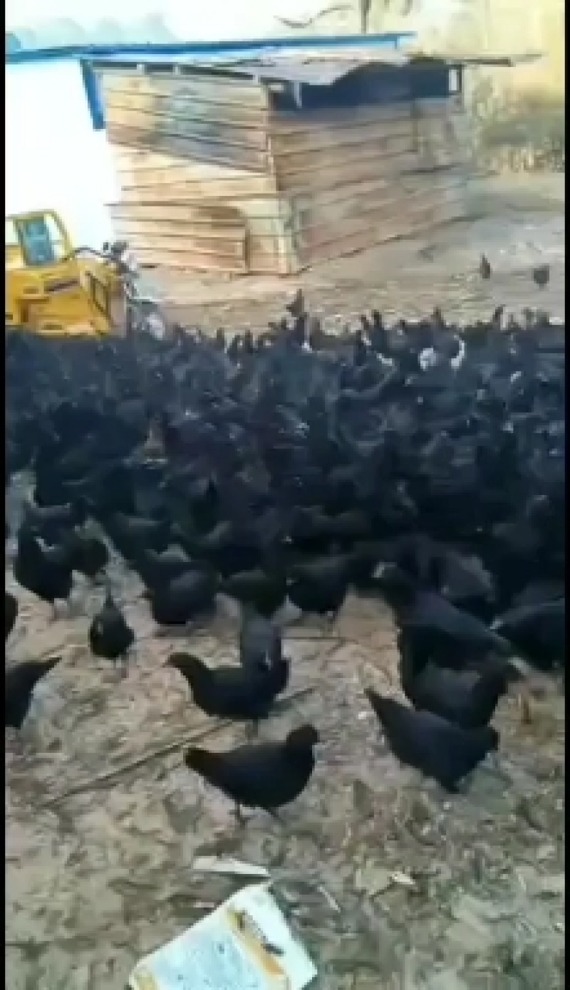 青年鸡