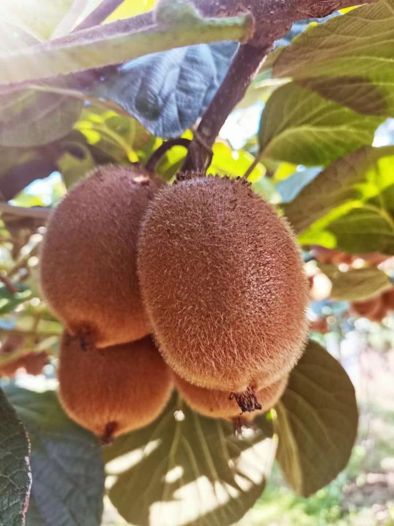 亚特猕猴桃陕西武功县猕猴桃种植基地，是西北农林科技大学